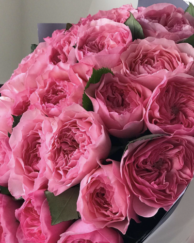 Garden Roses