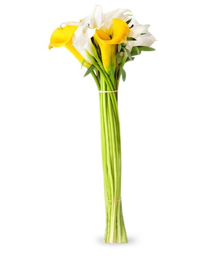 Callas in a vase
