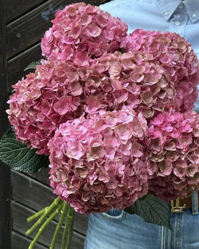 Hydrangea