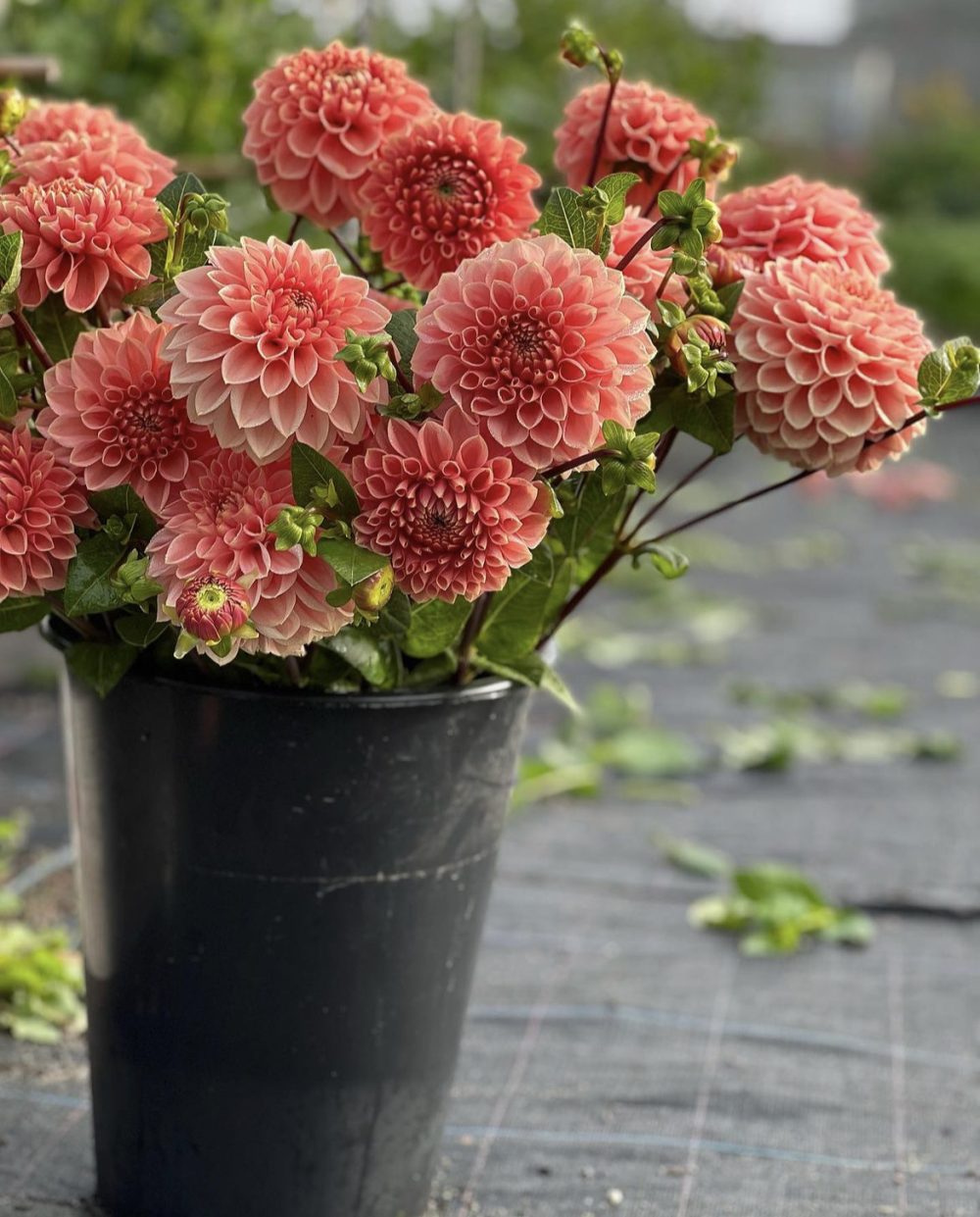 Dahlias
