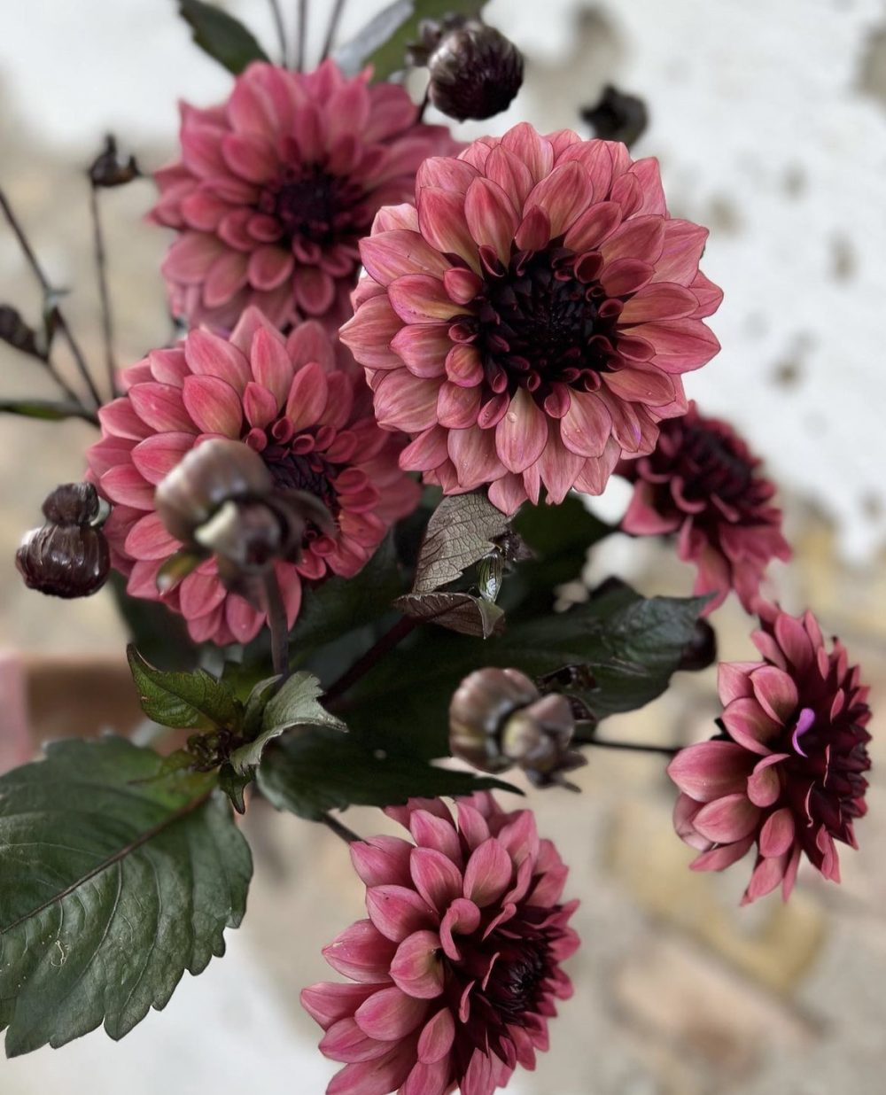 Dahlias