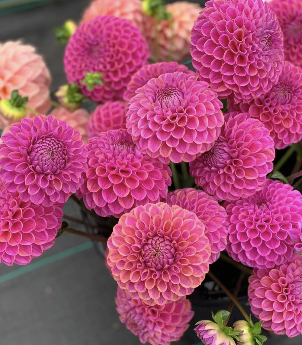 Dahlias