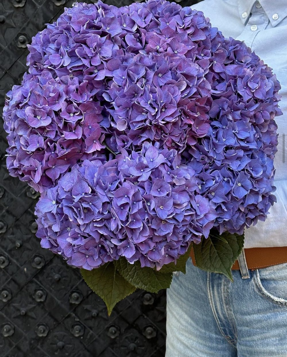 Hydrangea