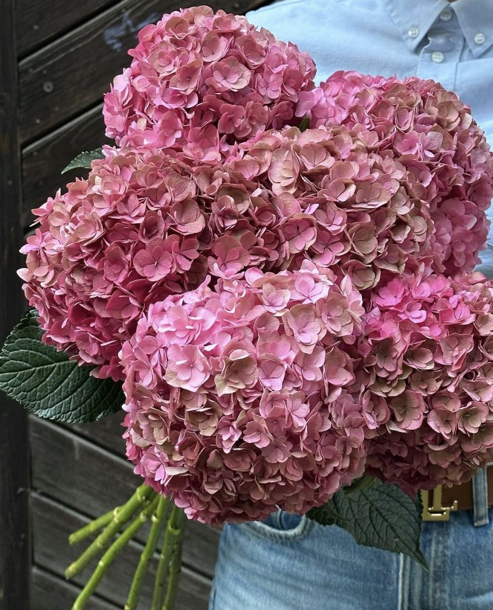 Hydrangea