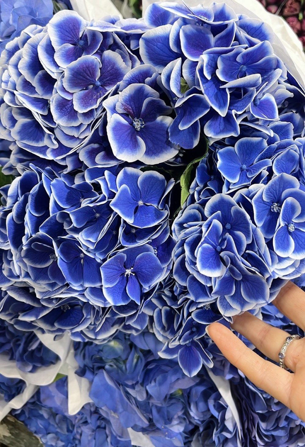 Hydrangea